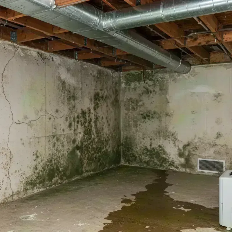 Professional Mold Removal in Puyallup, WA